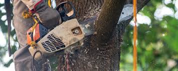 How Our Tree Care Process Works  in  Erwin, TN