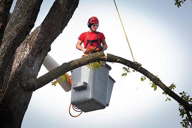 Trusted Erwin, TN Tree Services Experts